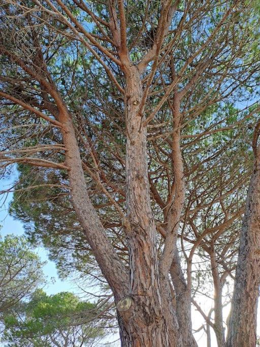 Gelsi Holiday Home La Maddalena لا ماداّلينا المظهر الخارجي الصورة